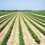 Butași și răsaduri fructifere