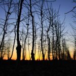 Плодовые деревья