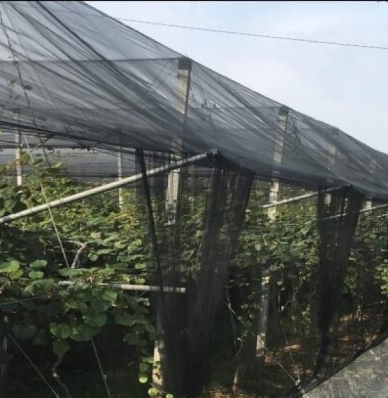 sisteme-anti-insecte-pentru-vii-si-livezi-dilexis