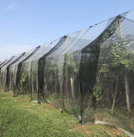 sisteme-anti-insecte-pentru-vii-si-livezi-dilexis.jpg1