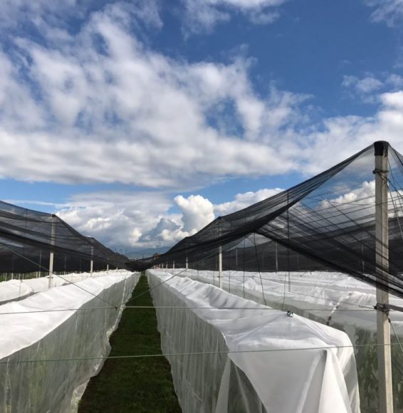 sisteme-anti-insecte-pentru-vii-si-livezi-dilexis.jpg2