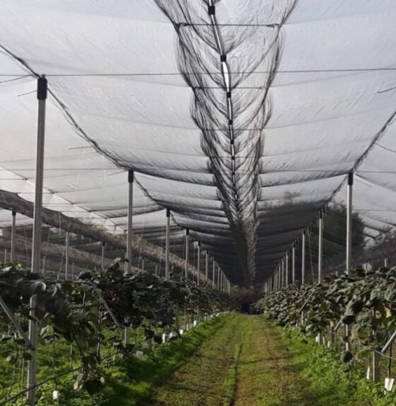 sisteme-antigrindina-pentru-vii-si-livezi-dilexis_icyq-00