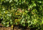 CLEMENS LEAF REMOVER - Image 3