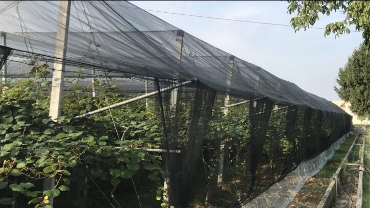 sisteme-anti-insecte-pentru-vii-si-livezi-dilexis